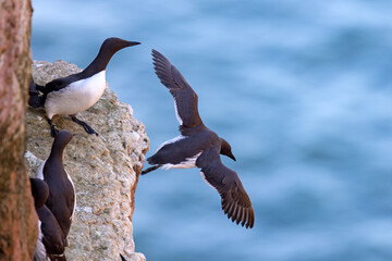 Nurzyk, nurzyk podbielały (Uria aalge) © Grzegorz