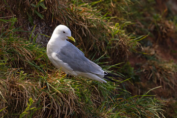Mewa trójpalczasta (Rissa tridactyla) © Grzegorz