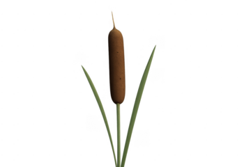 Cattail reed plant with transparent background