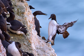 Nurzyk, nurzyk podbielały (Uria aalge) © Grzegorz