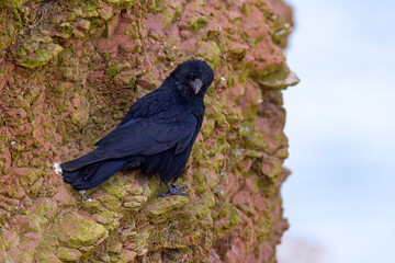 Czarnowron, wrona czarna, wroniec (Corvus corone corone) © Grzegorz