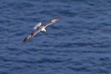 fulmar, petrel (Fulmarus glacialis) © Grzegorz