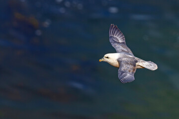 fulmar, petrel (Fulmarus glacialis) © Grzegorz