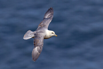 fulmar, petrel (Fulmarus glacialis) © Grzegorz
