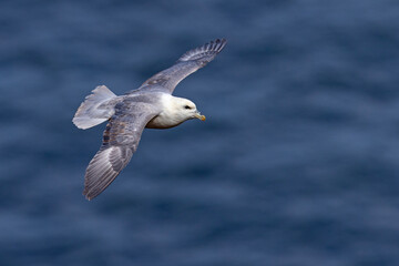fulmar, petrel (Fulmarus glacialis) © Grzegorz