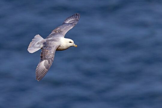 fulmar, petrel (Fulmarus glacialis)