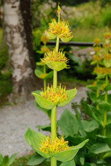 Close-up of a wild alpine plant with yellow flowers and green leaves, growing in a natural mountain environment, captured in summer with soft background and natural light.