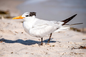 Royal Tern