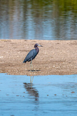 Little Blue Heron