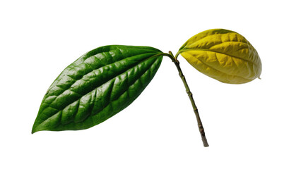 green leaf isolated on white
