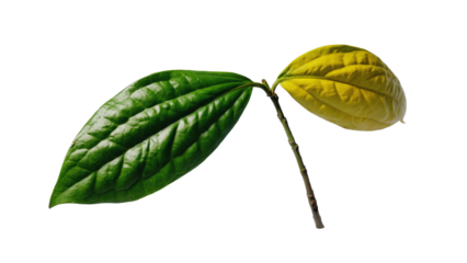 green leaf isolated on white