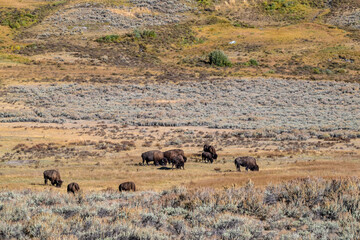 Herd of Bison in Yellowstone