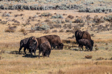 Bison herd in Yellowstone