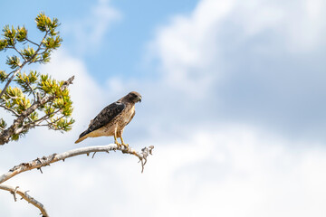 Hawk on a branch