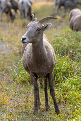 Mountain goat in Yellowstone NP