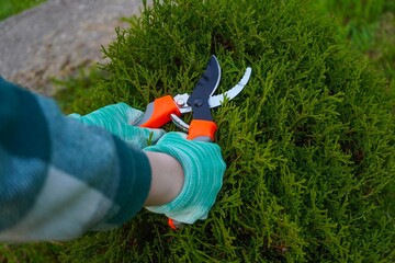 A close-up focuses on the gardener's hands, clad in a green plaid shirt sleeve, as they sever dry, yellowed branches from a thuja with sharp pruning shears.