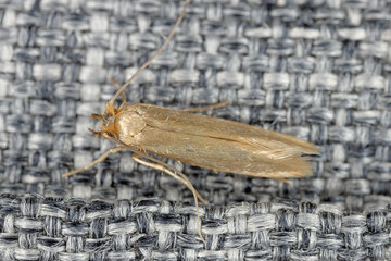 Common clothes moth, Tineola bisselliella is the most important and widespread clothes moth...