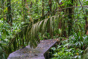 Overgrown pathways in nature resort in Costa Rica rainforest during tropical downpour rainstorm