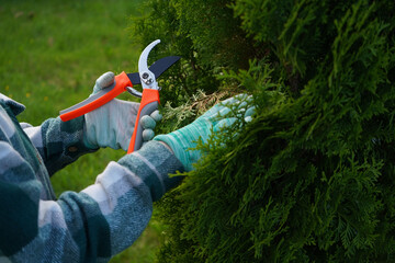 A detailed view shows the pruners jaws closing around a brittle, yellow thuja branch, guided by steady hands clothed in a soft green plaid fabric.