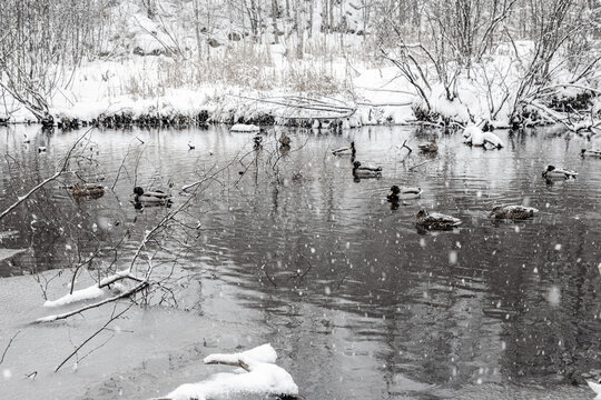 Winter riverscape in park Quebec Canada