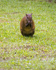 Red-rumpted Agouti chewing a nut in a resort in Tortuguero National park in Costa Rica