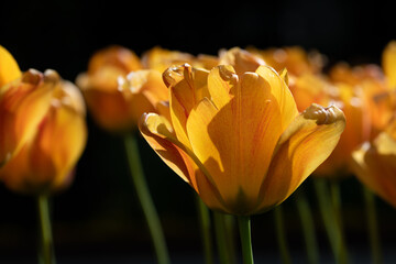 Close-up of yellow tulips blooming in summer against a dark background.