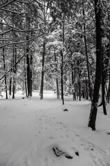 During snowfall in Canada Quebec