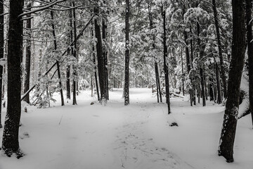 During snowfall in Canada Quebec