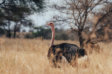 ostrich of a safari