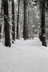 During snowfall in Canada Quebec
