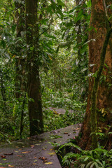 Overgrown pathways in nature resort in Costa Rica rainforest during tropical downpour rainstorm