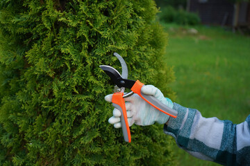 Each deliberate cut of the hand pruner, made by hands in a green plaid work shirt, removes a yellow-thatched branch, revealing healthier green thuja beneath.
