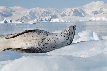 A close up of a resting leopard seal in Antarctica © Dene' Miles