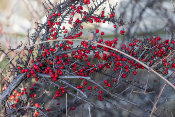 red berries in autumn