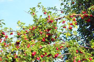 Spilling Tree, Subspecies of Prunus domestica, Plum Tree in Brandenburg, Germany
