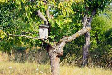 Nesting Box in an Orchard in Doberlug-Kirchhain, Lower Lusatia, Germany

