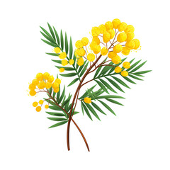 Elegant Mimosa Floral Twig in Spring