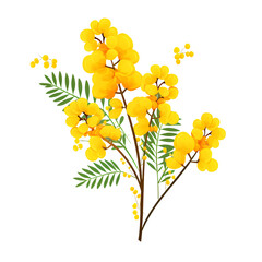 Vibrant Mimosa Twig Blooms in Spring