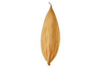 Human muscle anatomy showing skeletal muscle fibers