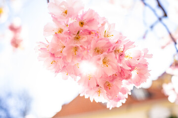 Sunlit cluster of cherry blossoms Prunus serrulata glowing with vibrant spring atmosphere.