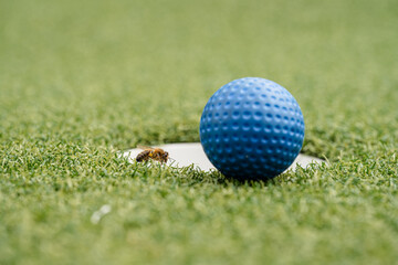 Blue golf ball beside hole with honeybee macro view.
