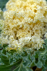 Bright yellow lettuce mix rests on green leafy vegetables in an outdoor garden during daylight
