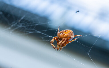 European garden spider Araneus diadematus resting on delicate web.