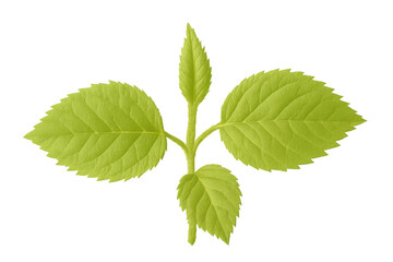 Fototapeta premium Young green plant sprout growing on transparent background