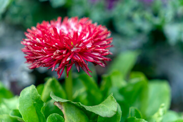 Red flower with green leaves in a garden setting during daytime