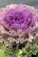 Colorful ornamental cabbage with purple leaves growing in a garden or greenhouse setting during daylight