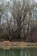 Trees along a riverbank during early spring in a quiet natural setting without any people or buildings present