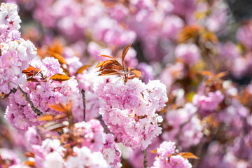 Japanese cherry blossom Prunus serrulata in full spring bloom.