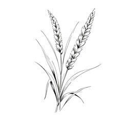 Botanical reed grass sketch illustration