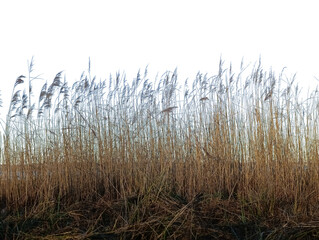 Fototapeta premium dry reeds on a white background in winter